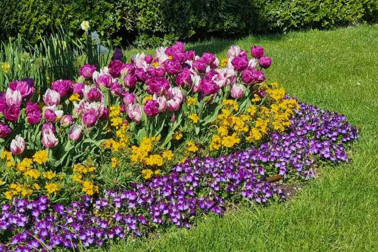 A finished flower bed showing multicoloured tulips in bloom