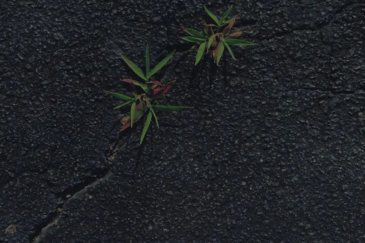 Weeds breaking through a cracked driveway