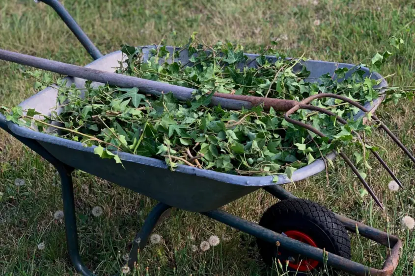 Wheelbarrow of weeds cleared from a garden