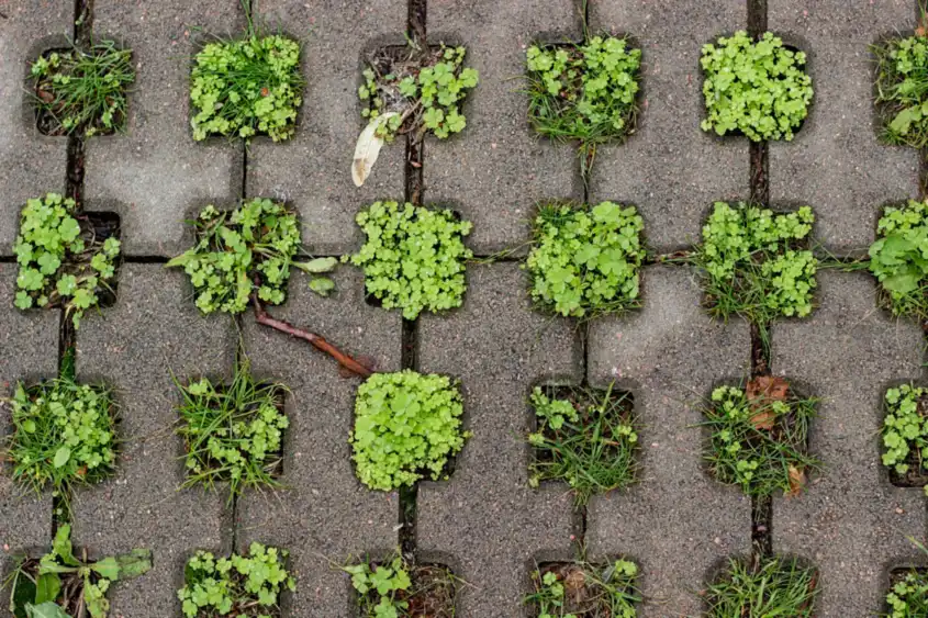Paving blocks with weeds pushing through joints