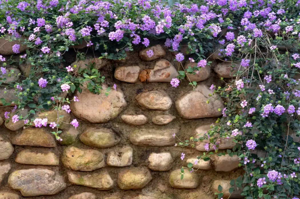 Rustic stone wall with flowers