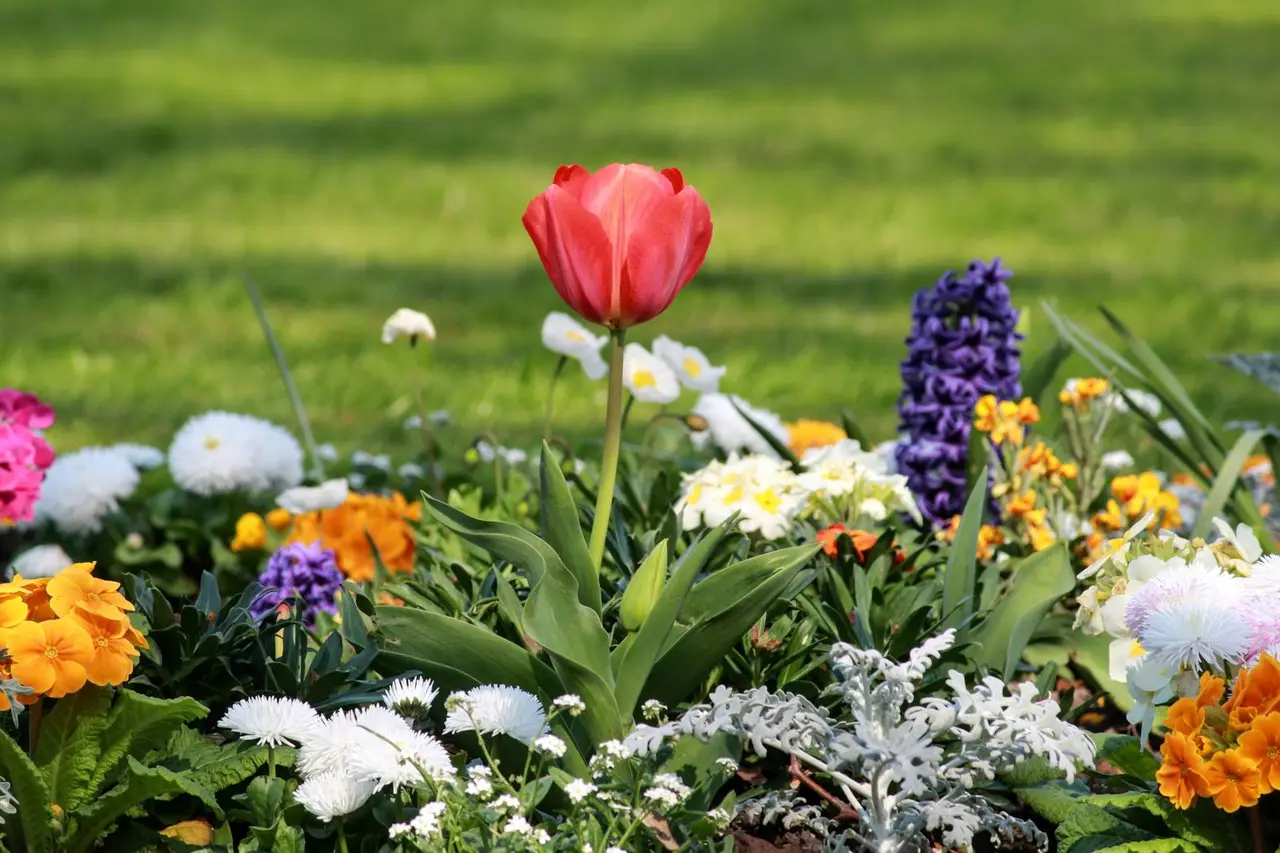 Tulips and spring flowers