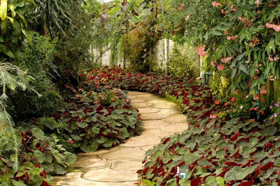 Garden pathway through planting