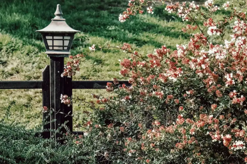Garden lantern and planting