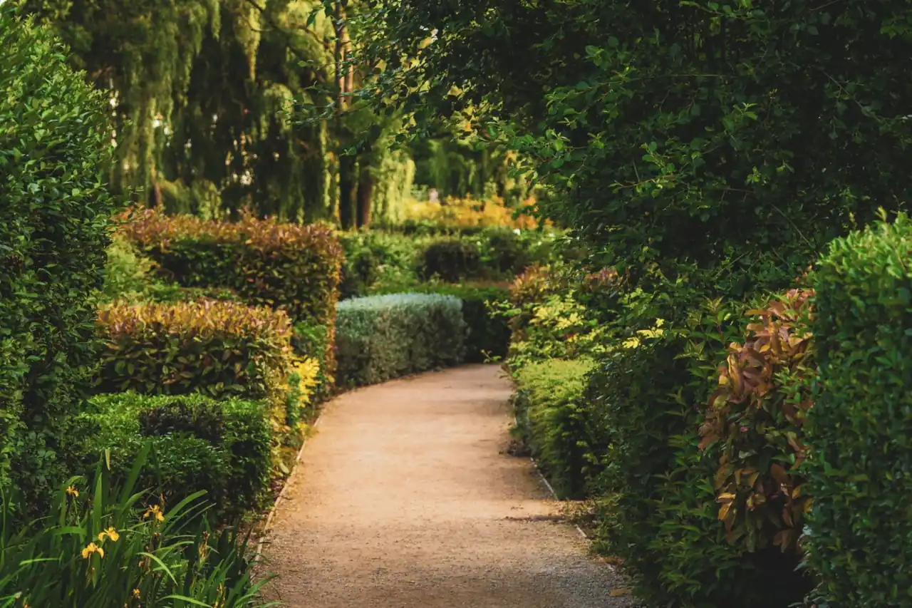 Garden path with hedges