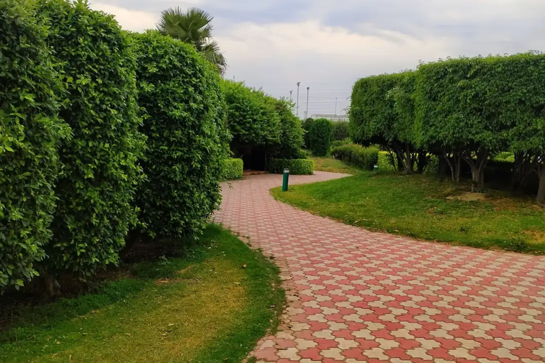 Walkway lined with greenery