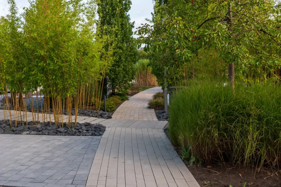 Garden pathway under trees