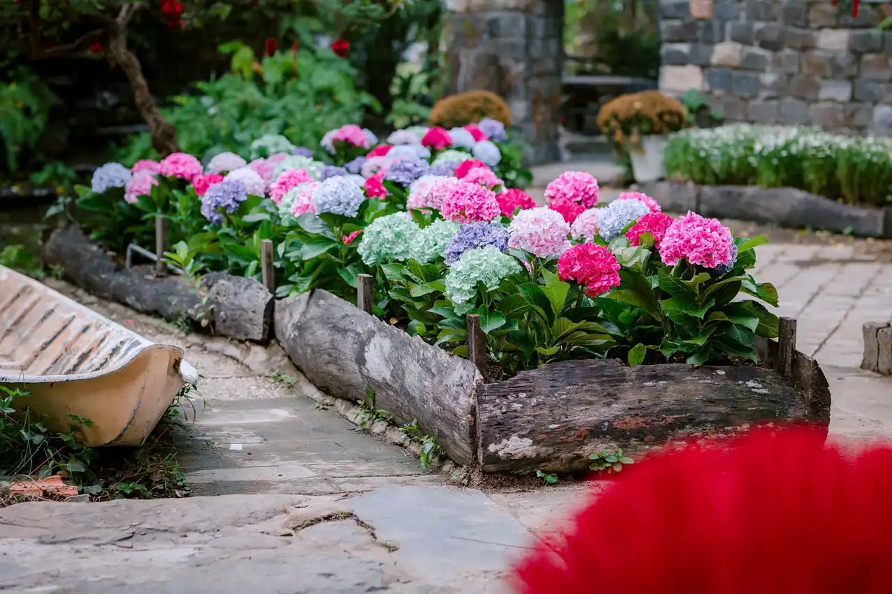 Hydrangeas in rustic border