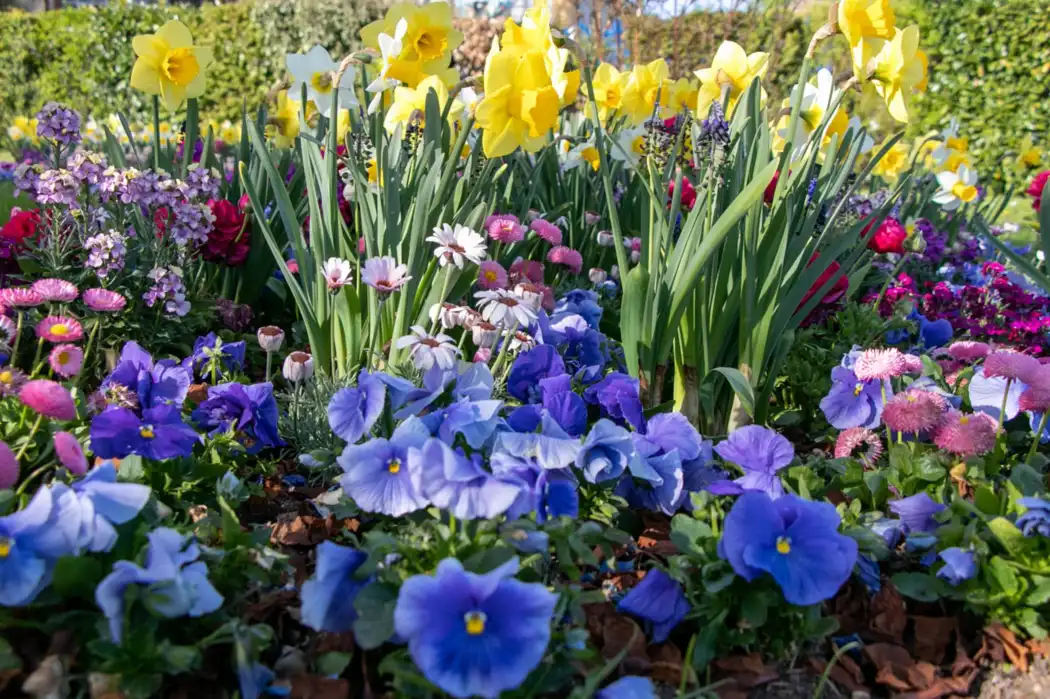 Spring flowers in garden bed