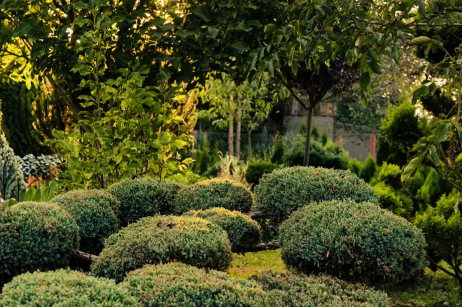 Established garden planting