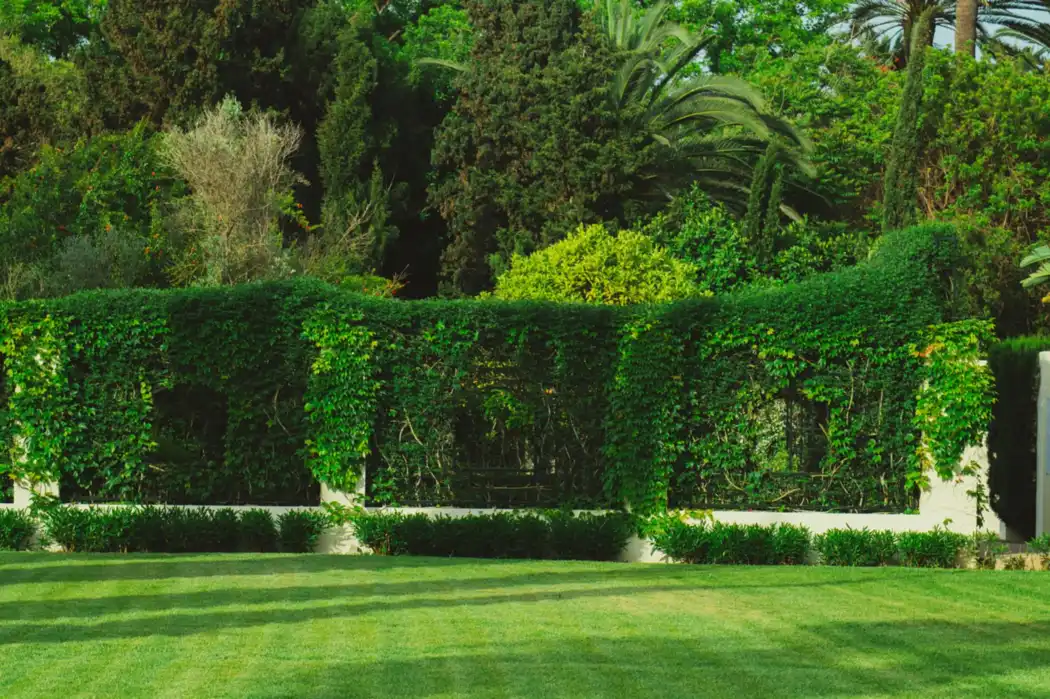 Dense garden greenery