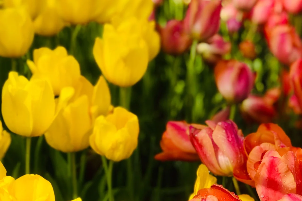 Tulip bed in bloom
