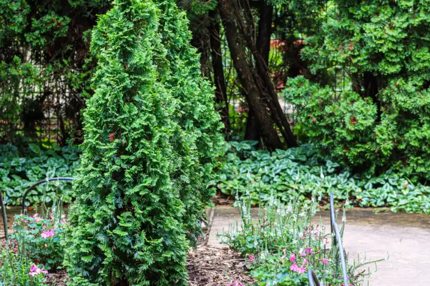 Vertical garden planting