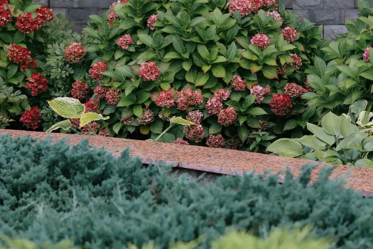 Blooming hydrangeas in border