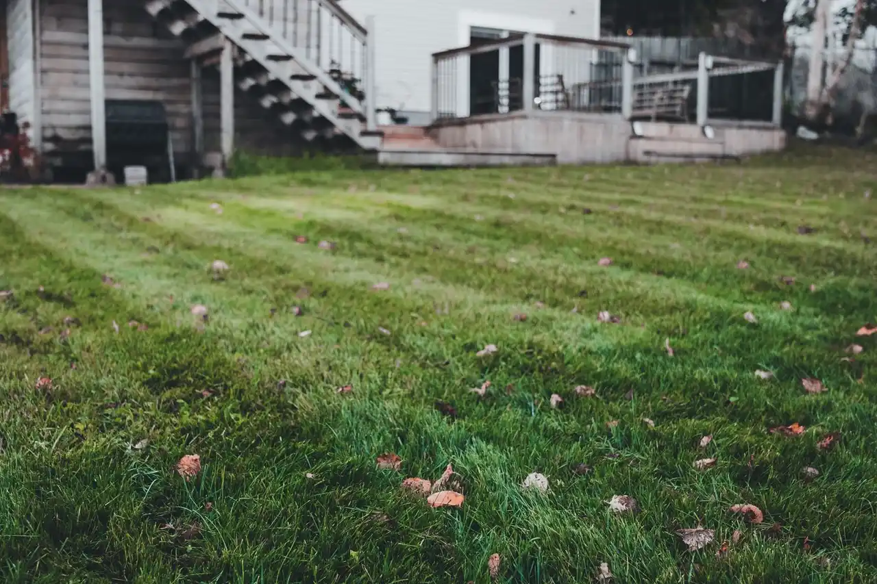 Suburban backyard lawn