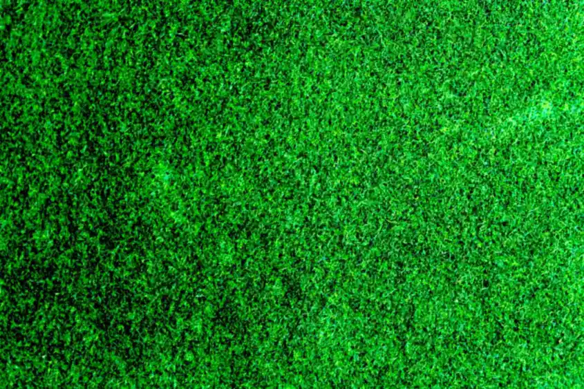 Healthy lawn grass
