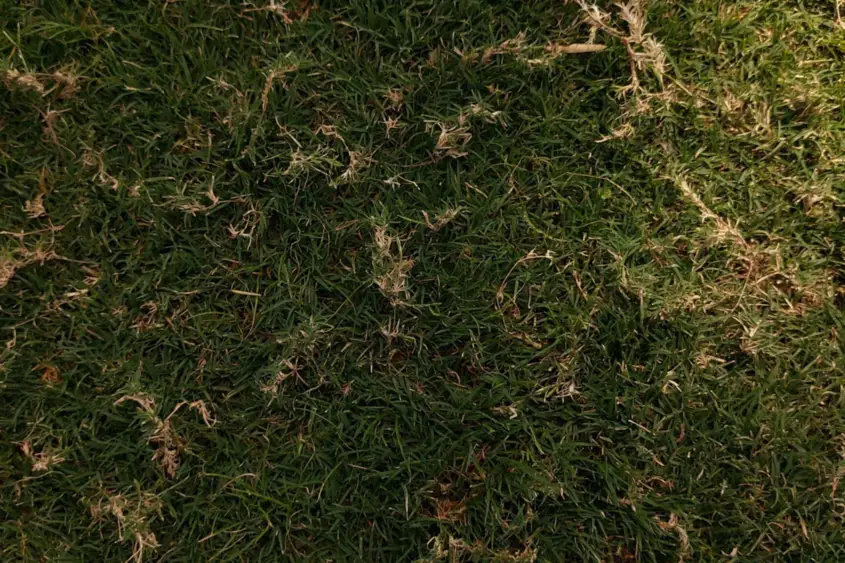 Established new turf
