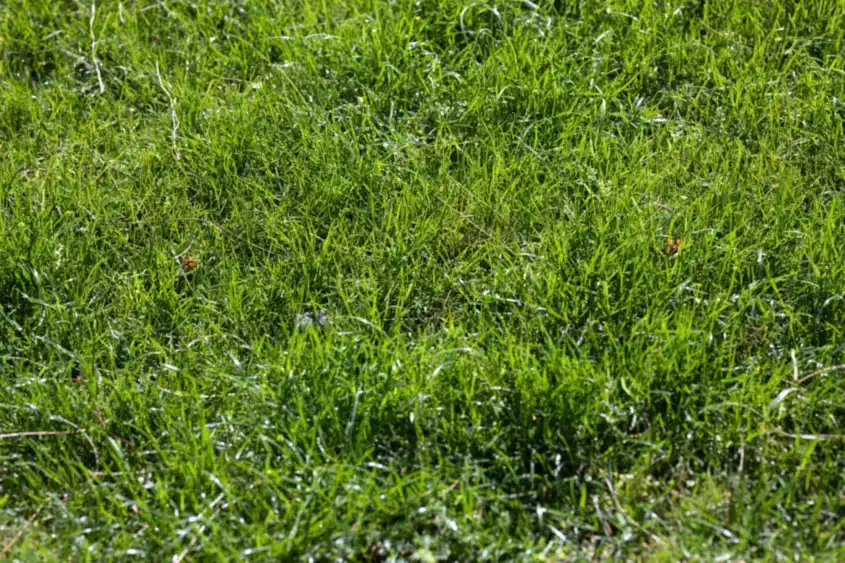 New lawn in sunlight