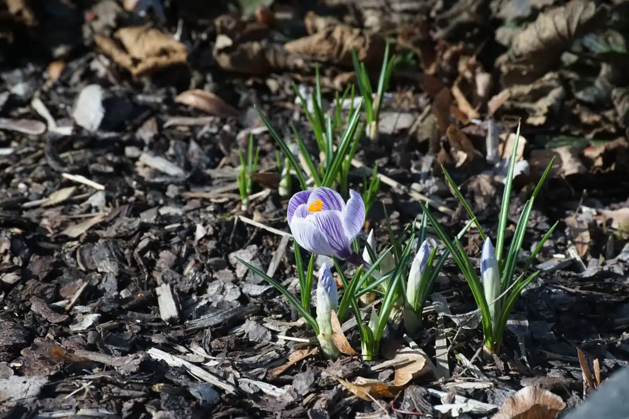 Crocus in woodland mulch