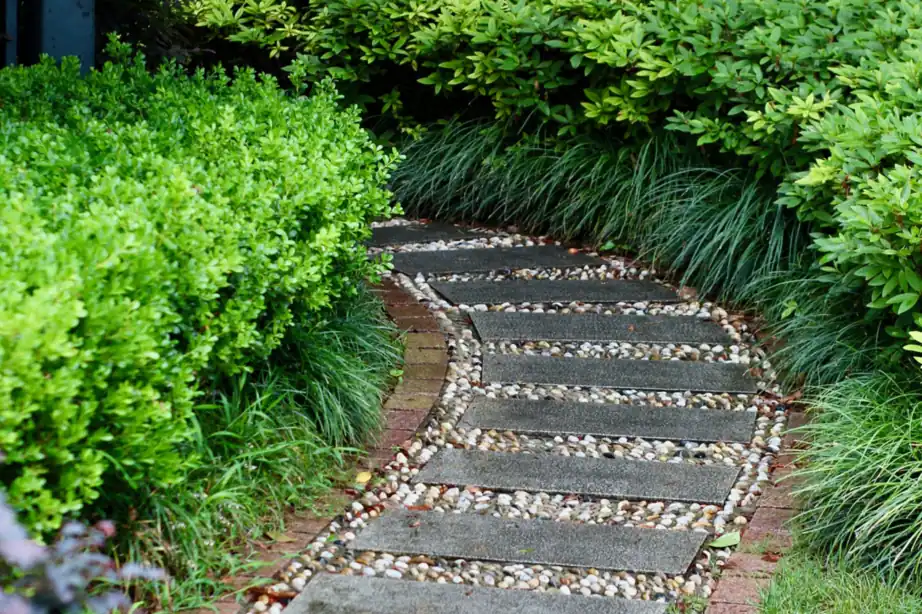A garden walkway bordered by trimmed green hedges