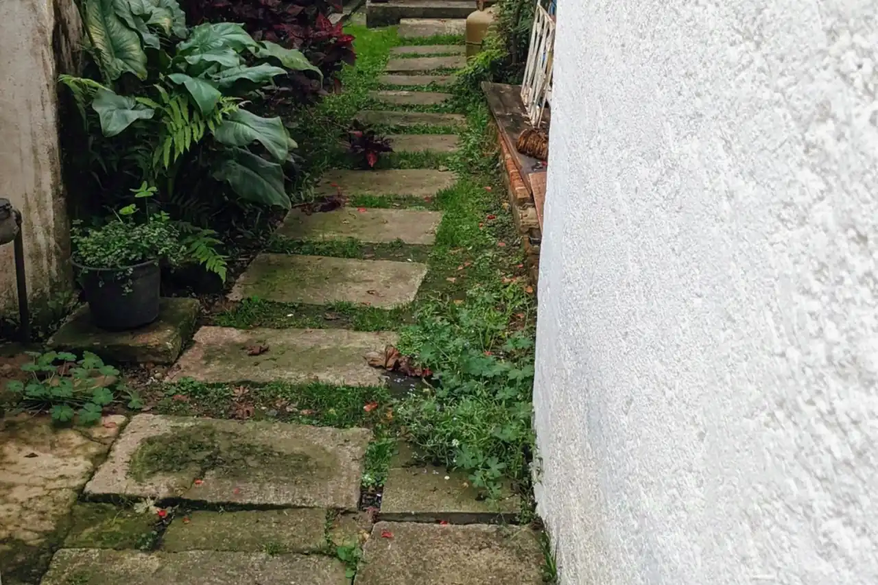 A narrow stone pathway bordered by dense green planting