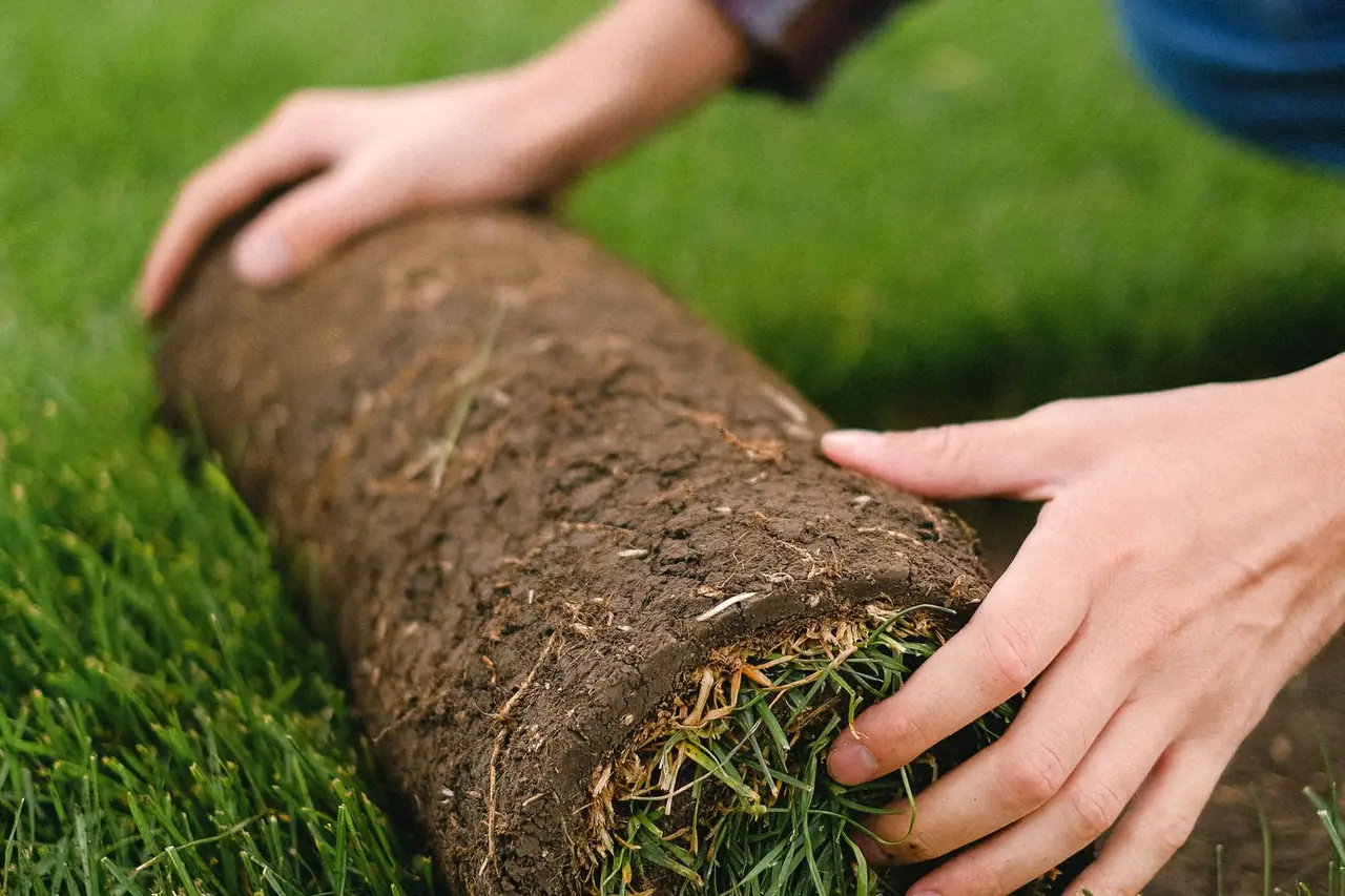 A landscaper unrolling fresh sod turf to install a new lawn